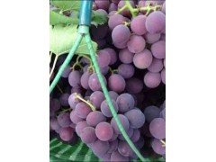 葡萄种植